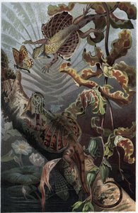 Draco volans, fán élő lezard változata - Draco (nemzetség) (repülő sárkányok) - metszet Alfred Edmund Brehm (1829-1884) "" Brehm