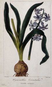 Keleti jácint (Hyacinthus Orientalia) Ázsiai növények botanikai táblája a XIX. alkotó: Unknown artist