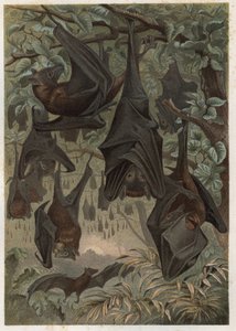Egyiptomi gyümölcsdenevér vagy egyiptomi rousette (Rousettus aegyptiacus) - metszet Alfred Edmund Brehm (1829-1884) "" Brehm