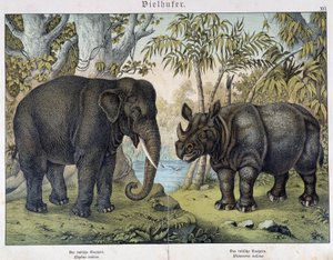 Elefánt és orrszarvú – „” Az emlősök természettörténetében””, szerk. Schreiber, München alkotó: Unknown artist