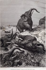 Elefántok másznak a folyó partjára Sir Samuel White Baker megbízásából Közép-Afrikába tartó expedíció (Tour du monde) miatt alkotó: Unknown artist
