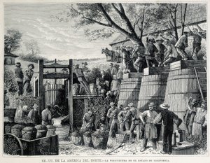 1876-ból származó metszet, amely a 19. századi kaliforniai szőlőtermesztést ábrázolja. alkotó: Unknown artist