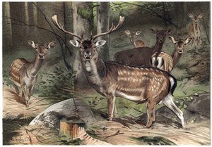 Európai velúr – A dámszarvas (Dama dama) – metszet Alfred Edmund Brehm (1829-1884) „” Brehm