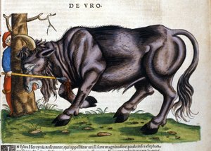 Európai bölény (Bos primigenius primigenius), amelynek fajtája a 17. században pusztult el a „Historia Animalium”-ban, Konrad Gesner alkotó: Unknown artist
