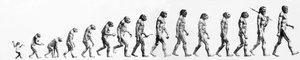 Evolúció: A morfológiák összehasonlítása a majomtól a mai emberig (különböző hominidák). század végi metszete. alkotó: Unknown artist