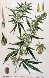 Női kannabisz növény. 19. századi metszet alkotó: Unknown artist