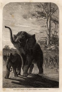 Nőstény elefánt, aki megvédi fiókáit a zambesi gerelyvadászoktól. Metszet Dr. Livingstone első dél-afrikai útjainak illusztrálására 1840 és 1856 között, az Edouar irányítása alatt megjelent „Le tour du monde, nouveau Journal des voyages” c. alkotó: Unknown artist