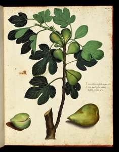 Füge és fügeág Botanikai tábla a természettörténeti kirándulásról gyümölcsökön és zöldségeken. Ulisse Aldrovandi fonds, Bibl. Universitaire, szerk. 1603. alkotó: Unknown artist
