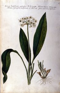 Fokhagyma. 19. századi herbárium. alkotó: Unknown artist