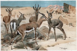 Gazella - metszet a „Brehm