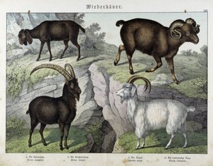 Kecske - in „Az emlősök természettörténete”, szerk. Schreiber alkotó: Unknown artist