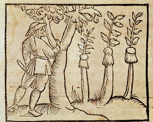 A fák oltása, a De Agricoltura Vulgare illusztrációja, Pier Crescenzio (1233-1320), Velencében megjelent kiadás alkotó: Unknown artist