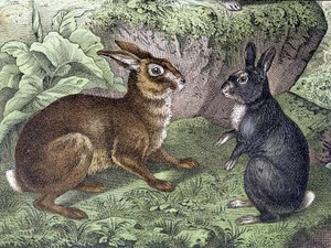 Hare and Rabbit – „Az emlősök természettörténete”, szerk. Schreiber alkotó: Unknown artist