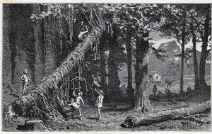 A cinchona kéreg betakarítása - Quinquina (Cinchona officinalis) alkotó: Unknown artist