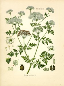 Bürök (színes litó) alkotó: Unknown artist