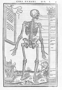 Emberi csontváz, hátsó rész. Carlo Stefano Riverio, Párizs, 1545, "" Az emberi test három részének feldarabolása..." anatómiai lemeze alkotó: Unknown artist