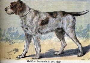 Vadászkutya: Griffon francais kemény szőrű alkotó: Unknown artist