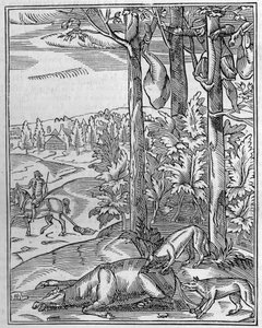Vadászat a farkasra: a kilátó. 16. századi fametszet fakszimile (Facsimile). Metszet a „természetbe”: 1892. április 9-i áttekintés a tudományokról és alkalmazásukról a művészetben és az iparban. alkotó: Unknown artist