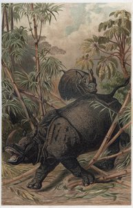 Indiai orrszarvú – Az indiai orrszarvú (Rhinoceros unicornis) – metszet Alfred Edmund Brehm (1829-1884) „” Brehm