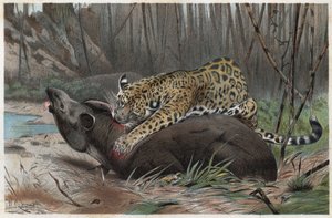 Jaguár (Panthera onca) – metszet Alfred Edmund Brehm (1829-1884) „” Brehm