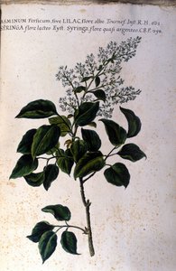 Jázmin ág. Tányér egy 17. századi herbáriumból alkotó: Unknown artist