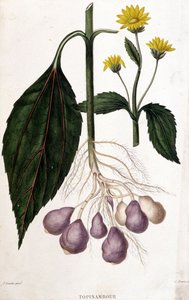 Csicsóka - botanikai tábla alkotó: Unknown artist