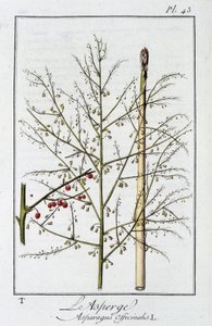 Spárga (Asparagus Officinalis) – a „Gyakorlatok a botanikában a kereskedők számára”, szerkesztő: J.C. Philibert, Imprimerie de Crapelet, Párizs alkotó: Unknown artist