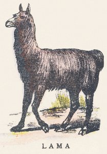 L: láma alkotó: Unknown artist