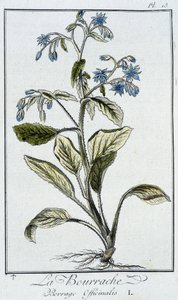 Borágó (Borago Officinalis) – „Gyakorlatok a botanikából a kereskedők számára”, írta J.C. Philibert, Imprimerie de Crapelet, Párizs alkotó: Unknown artist