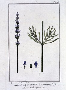 Közönséges levendula (Lavandula Spica) – a „Növénytani gyakorlatok kereskedőknek” című könyvében, írta: J.C. Philibert, Imprimerie de Crapelet, Párizs alkotó: Unknown artist
