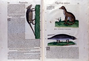 La civette, la hiéna és la mangouste, Conrad Gesner (1516 - 1565), Tiguri Az állatok története című könyvében alkotó: Unknown artist