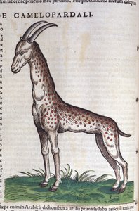 La zsiráf. in Historia Animalium, Conrad Gesner (1516-1565), Tiguri alkotó: Unknown artist