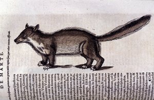 La martre (vagy marte) a Historia Animalium de Conrad Gesnerben (1516-1565), Tiguri alkotó: Unknown artist