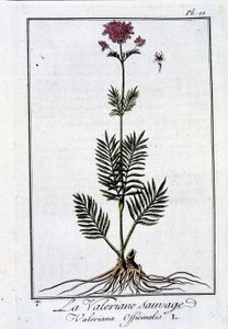 Vad macskagyökér – J.C. Philibert, imp. a párizsi Crapelet-ből alkotó: Unknown artist
