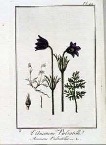 A kökörcsin pulsatilla - „Gyakorlatok a botanikából a kereskedők számára”, írta J. C. Philibert, Imprimerie de Crapelet, Párizs alkotó: Unknown artist