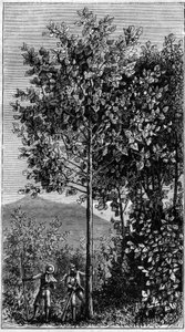 A cinchona fa (Cinchona officinalis). Metszet a „természetbe” alkotó: Unknown artist