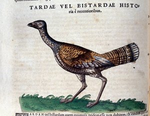 Túzok a Historia Animaliumban, Conrad Gesner (1516-1565), Tiguri alkotó: Unknown artist