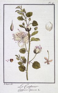A Caprier (Capparis Spinosa) - „Gyakorlatok a botanikából a kereskedők számára”, szerkesztette: JC Philibert, Imprimerie de Crapelet, Párizs alkotó: Unknown artist