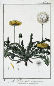 A közönséges gyermekláncfű (Leontodon caraxacum) – a „Növénytani gyakorlatok kereskedők számára” című könyvében, írta J.C. Philibert, Imprimerie de Crapelet, Párizs alkotó: Unknown artist