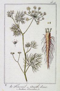 Az édeskömény vagy édes kapor (Anethum Foeniculum) – a „Növénytani gyakorlatok a kereskedők számára” című kiadványban, J.C. Philibert, Imprimerie de Crapelet, Párizs alkotó: Unknown artist