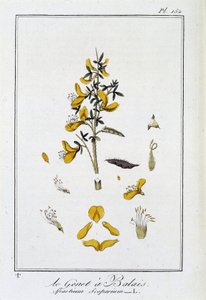 Le Genet a Broom (Spartium Scoparium) – „Gyakorlatok a botanikából a kereskedők számára”, szerkesztette: J.C. Philibert, Imprimerie de Crapelet, Párizs alkotó: Unknown artist