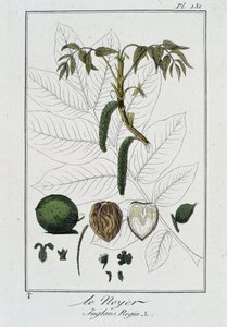 Le Noyer (Juglans Regia) – „Gyakorlatok a botanikában a kereskedők számára”, írta J. C. Philibert, imp. Crapelet, Párizs alkotó: Unknown artist