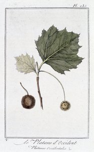 A nyugati sík (Platanus occidentalis) - a „Növénytani gyakorlatok kereskedők számára” című kiadványban, szerkesztette: JC Philibert, Imprimerie de Crapelet, Párizs alkotó: Unknown artist
