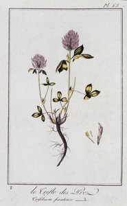 Le Clover des Meadows (Trifolium pratense) – „Gyakorlatok a botanikában a kereskedők számára”, szerkesztette J.C. Philibert, Imprimerie de Crapelet, Párizs alkotó: Unknown artist