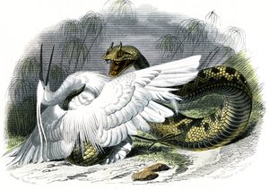 Le ceraste (Vipera cerastes) – Bernard Germain de Lacepede (1856-1925) táblája természetrajzból, P.Furme kiadás, Párizs alkotó: Unknown artist