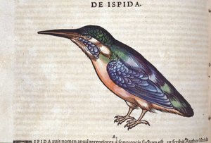 Le guêpier in Historia Animalium, Conrad Gesner (1516-1565), Tiguri alkotó: Unknown artist