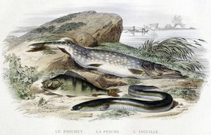 A csuka, a süllő és az angolna - Lacépède „Histoire naturelle” című kötetében, T.II, szerk. Furne and Co., Párizs alkotó: Unknown artist