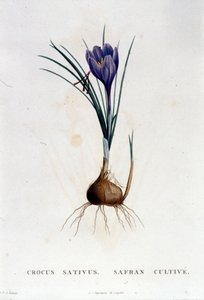 A sáfrány (Crocus sativus) Botanique di J. Rousseau nyomán, Párizs 1822. alkotó: Unknown artist