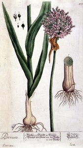 Póréhagyma - botanikai tábla alkotó: Unknown artist