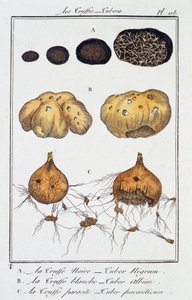 Szarvasgomba (Tubera) – J.C. Philibert, Imprimerie de Crapelet, Párizs „Botanikai gyakorlatok kereskedőknek” című részében alkotó: Unknown artist